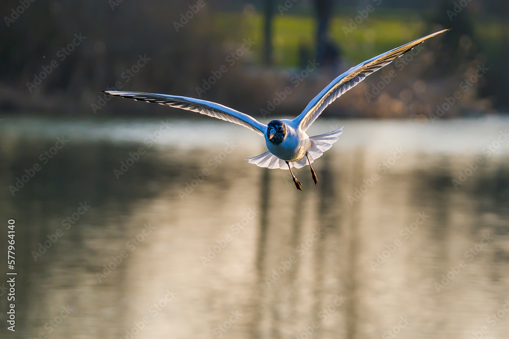 Seagill flying with spread wings over lake Seagill flying with spread wings over lake