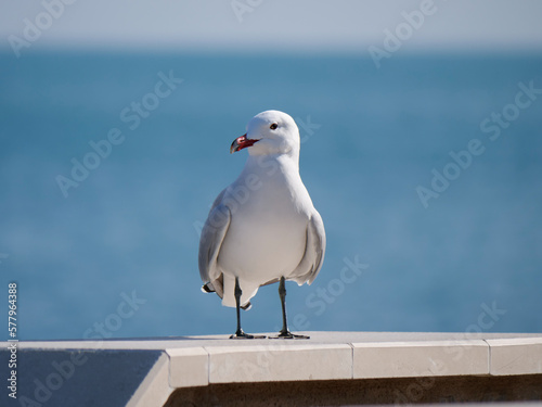the beautiful seagull stands alone on a wall