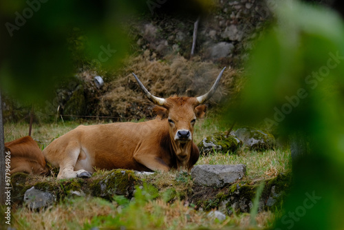 Sistelo, Portugal: Brown Cow (