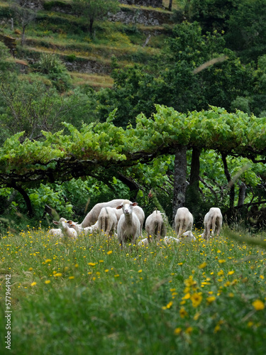 Sheep grazing in Sistelo, portugal