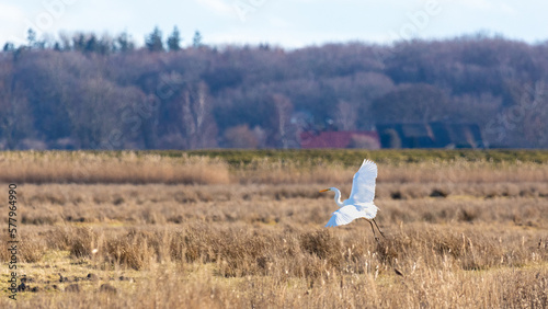 Wallpaper Mural Silberreiher auf den Sundischen Wiesen. Torontodigital.ca