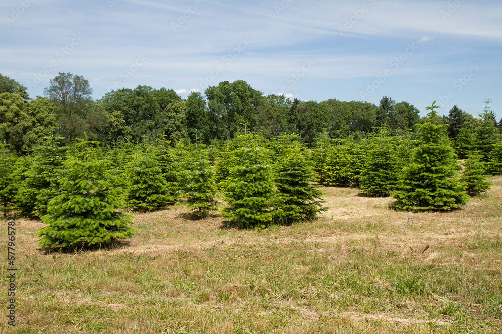 Evergreen tree plantation in summer
