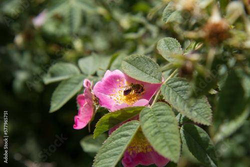 Bee on the dog rose (Rosa canina) blooming flower