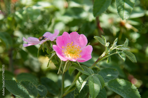 The dog rose (Rosa canina) blooming flower	
 photo