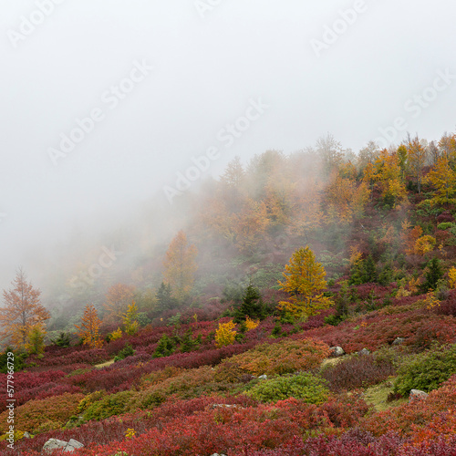 autumn season and foggy forest landscape