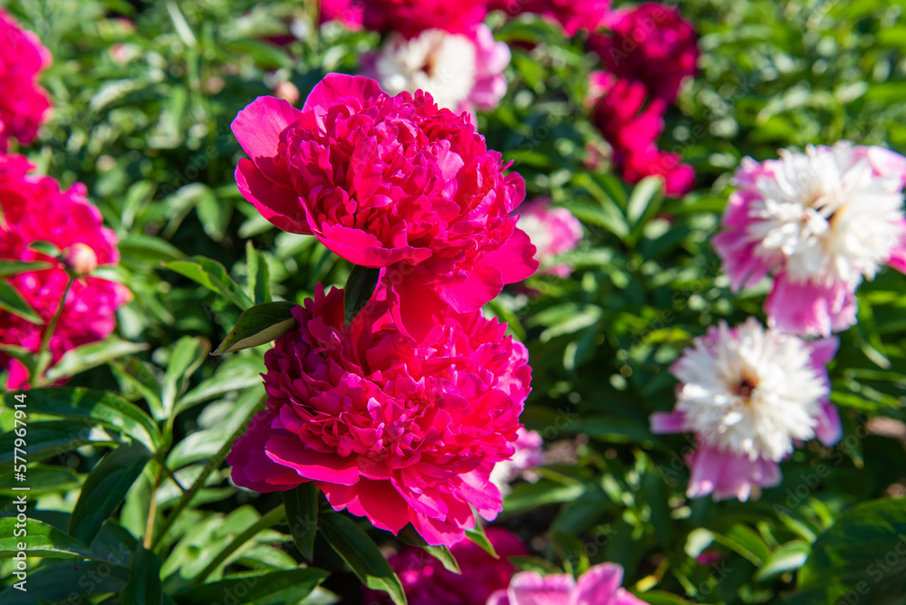 Huge bright pink spherical peony flower. Fragrant plant. Flowers for a bouquet. Among greenery. Bright flowers with a sweet aroma. Huge bright pink spherical peony flower. Fragrant plant. Flowers for a bouquet. Among greenery. Bright flowers with a sweet aroma.
