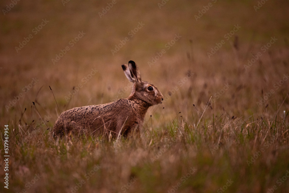 Rabbit in the grass Rabbit in the grass