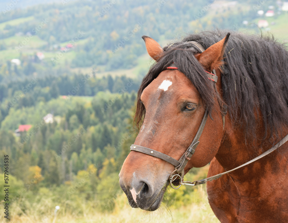 portrait of a horse