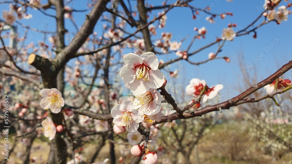 Beautiful plum blossom image in the sky background.
Posters, good to use in the background of editing Beautiful plum blossom image in the sky background.
Posters, good to use in the background of editing