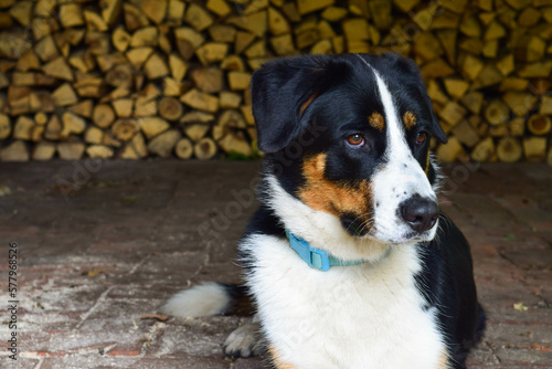 black and white dog