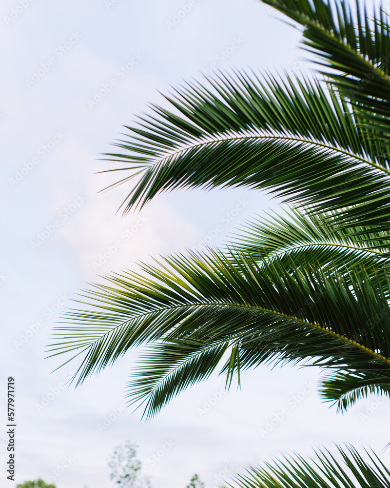 green palm leaves pattern, leaf closeup isolated against blue sky with clouds. coconut palm tree brances at tropical coast, summer beach background. travel, tourism or vacation concept, lifestyle green palm leaves pattern, leaf closeup isolated against blue sky with clouds. coconut palm tree brances at tropical coast, summer beach background. travel, tourism or vacation concept, lifestyle