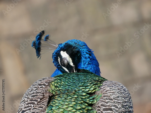 Pavo real