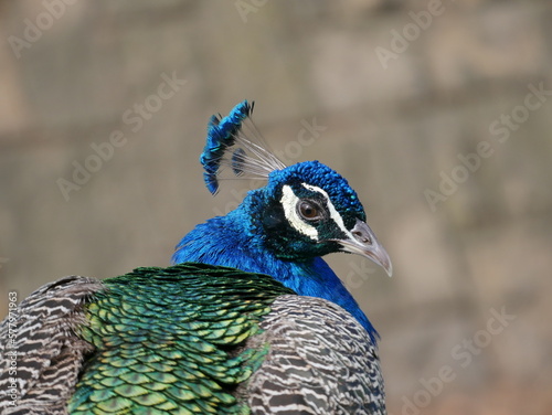 Pavo real