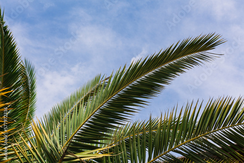 green palm leaves pattern  leaf closeup isolated against blue sky with clouds. coconut palm tree brances at tropical coast  summer beach background. travel  tourism or vacation concept  lifestyle