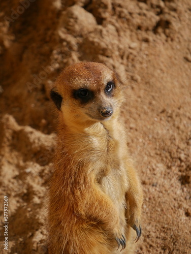 Suricata