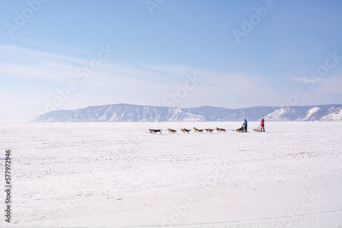 Listvyanka, Russia - January 21, 2013 : Tourist playing dog sledding in Listvyanka a small town in Irkutsk Oblast on the shores of Lake Baikal © Alena