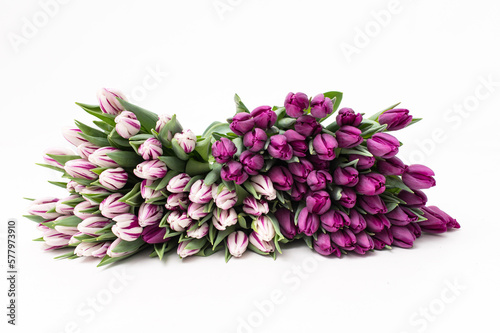 Early varieties of tulips on a white background. Bouquet of white and purple flowers