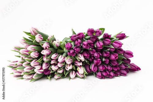 Early varieties of tulips on a white background. Bouquet of white and purple flowers photo