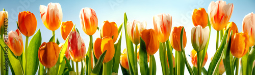 Fresh tulips in the field