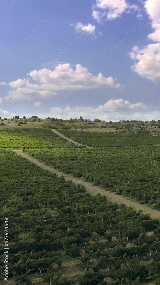 Green vineyard and blue sky with clouds, vertical short video, social media background Green vineyard and blue sky with clouds, vertical short video, social media background