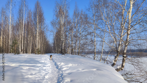 Wallpaper Mural Winter landscape with trees on a cliff and a view from a height of a frozen river or a field with snow on a cold sunny day with a blue sky Torontodigital.ca