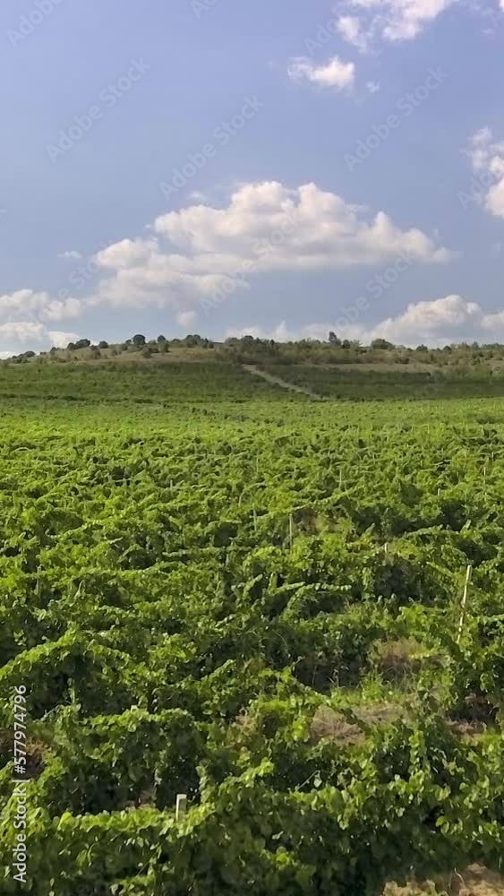 Drone flight over beautiful green vineyard, blue sky, clouds, vertical short video