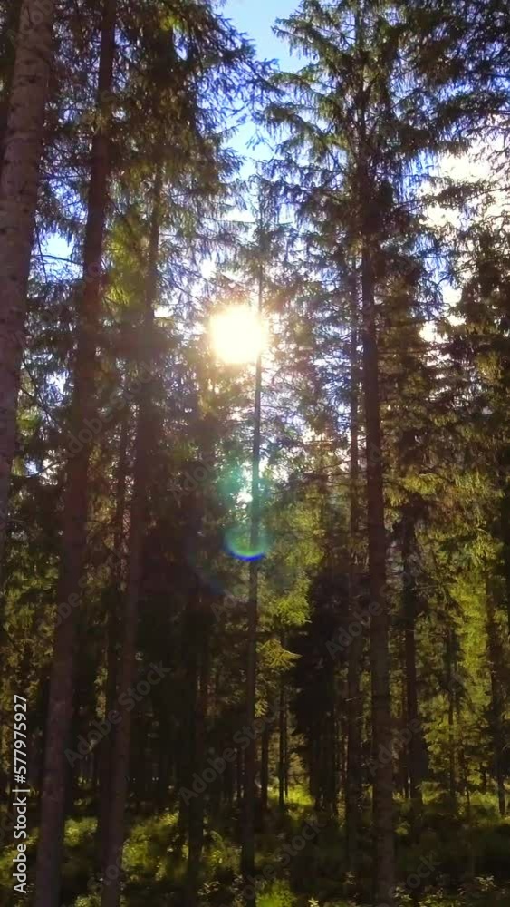 Shimmering sun through evergreen tall forest trees, crane shot, vertical footage, social media nature background Shimmering sun through evergreen tall forest trees, crane shot, vertical footage, social media nature background