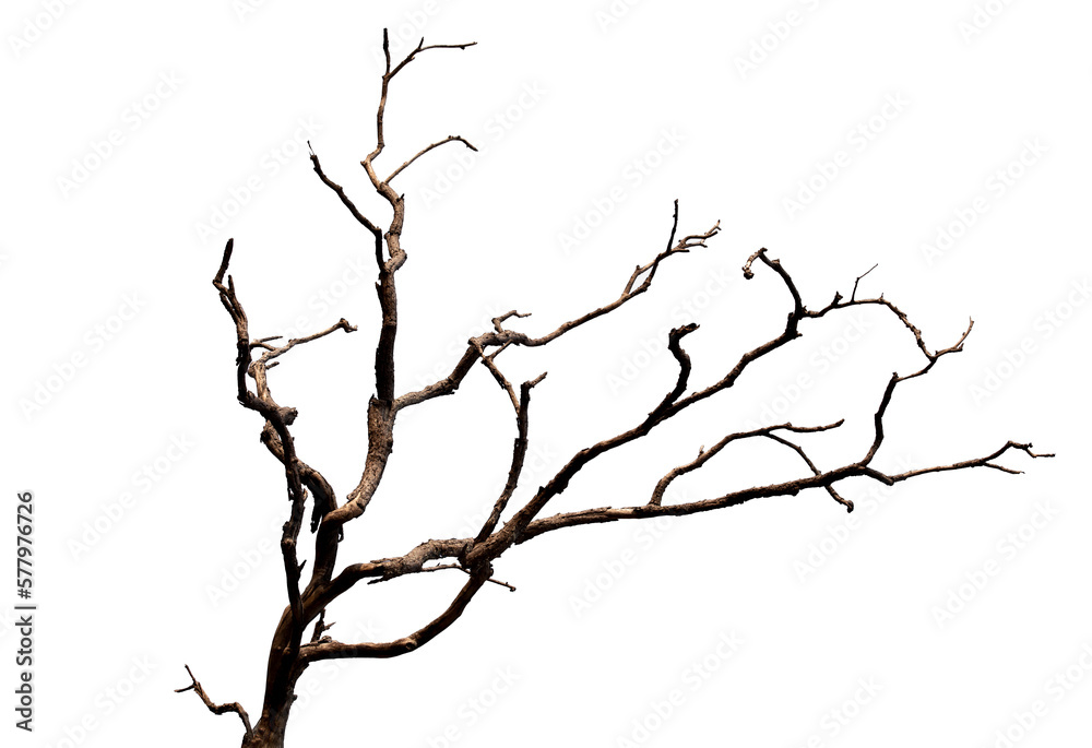 Fototapeta premium Branch of dead tree with clipping path isolated on white background.