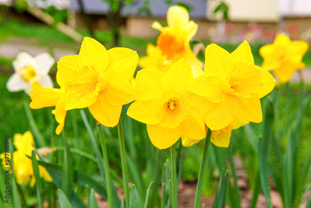 A Burst of Sunshine: Vibrant Daffodils in Bloom A Burst of Sunshine: Vibrant Daffodils in Bloom