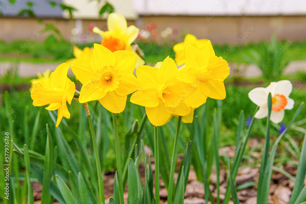Fototapeta premium Close-Up of Fresh Yellow Daffodils in a Garden Bed