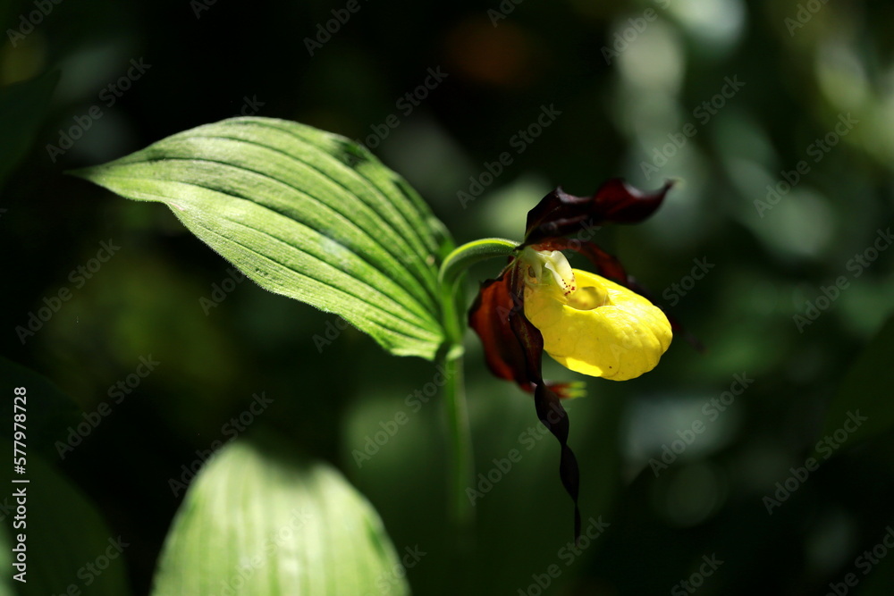 (Cypripedium calceolus), commonly known as yellow lady's slipper (Cypripedium calceolus), commonly known as yellow lady's slipper