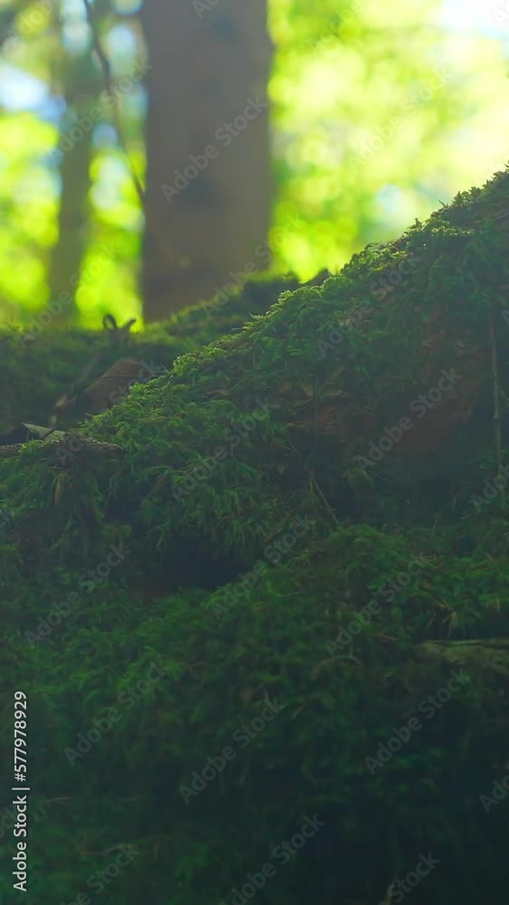 Nature, moss covered tree root, butterfly, sunny day in the forest, vertical short video Nature, moss covered tree root, butterfly, sunny day in the forest, vertical short video