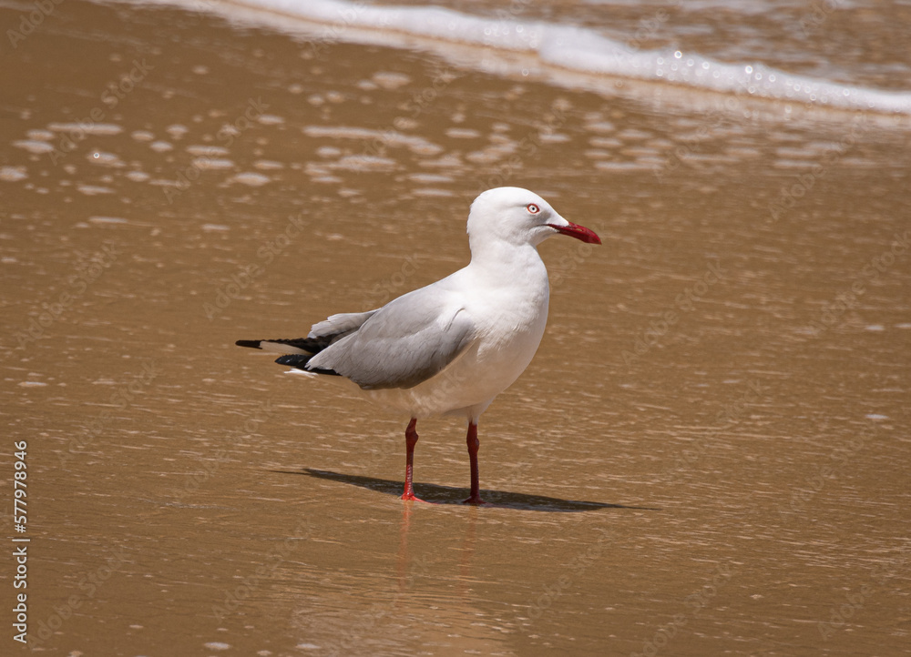Silver Gull (Chroicocephalus novaehollandiae) Silver Gull (Chroicocephalus novaehollandiae)