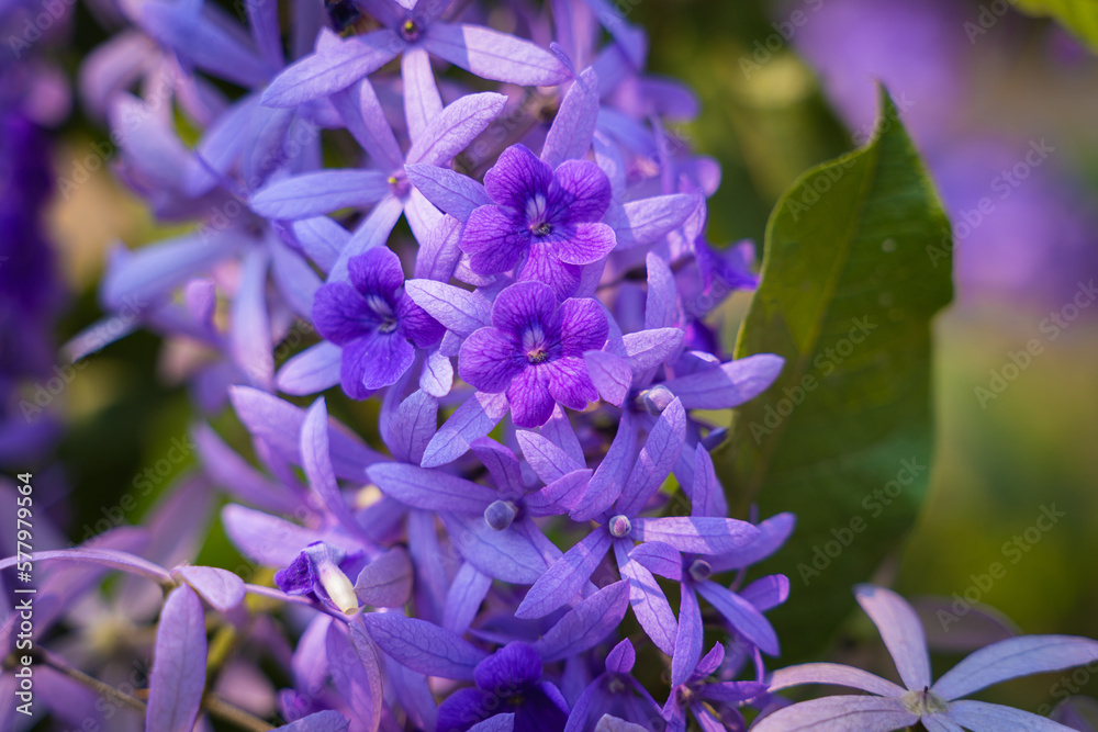 Queen's Wreath, Purple Wreath, Sandpaper vine, or Petrea Volubilis L in