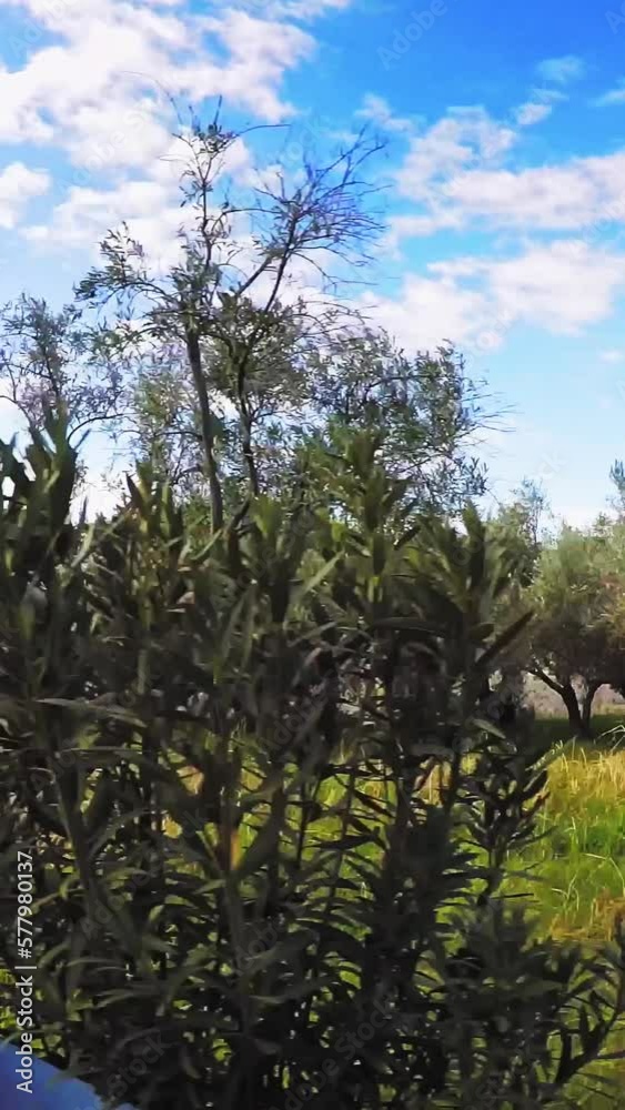 Mediterranean agricultural scenery, olive plantation, dolly shot, vertical short clip Mediterranean agricultural scenery, olive plantation, dolly shot, vertical short clip