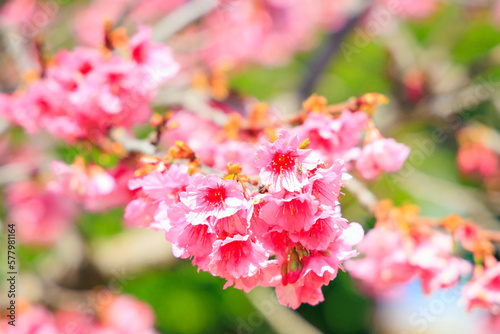 The fluffy cherry flowers