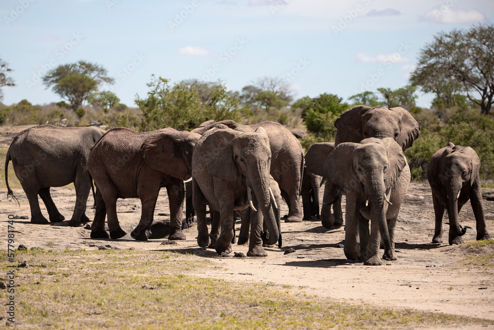African elephant, A herd of elephants moves to the next watering hole in the savannah of Kenya. Beautiful animals photographed on a safari
to a waterhole in the great outdoors of Africa