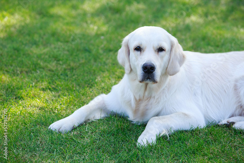 Dog breed Labrador Retriever