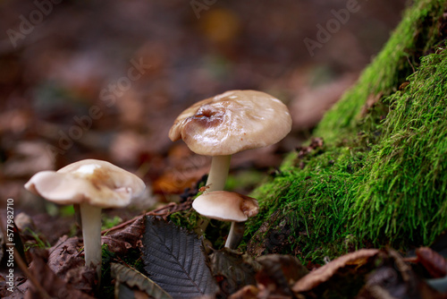 Mushrooms in shady forest