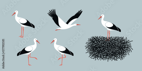 Stork set. Isolated stork on white background