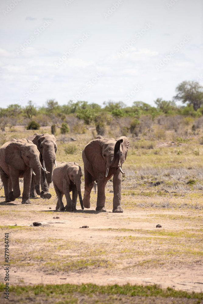 African elephant, A herd of elephants moves to the next watering hole in the savannah of Kenya. Beautiful animals photographed on a safari
to a waterhole in the great outdoors of Africa