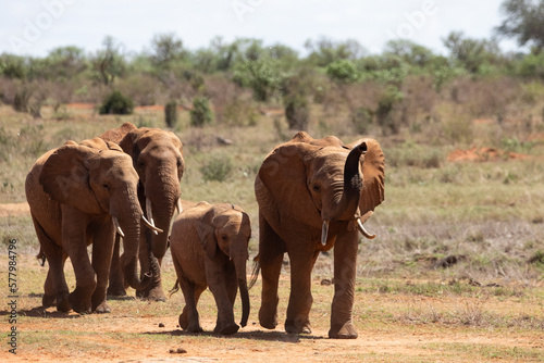 African elephant, A herd of elephants moves to the next watering hole in the savannah of Kenya. Beautiful animals photographed on a safari
to a waterhole in the great outdoors of Africa