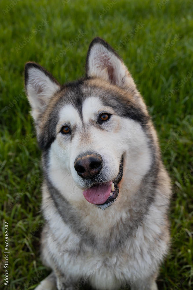 alaskan malamute dog smile portret after walk sit at field alaskan malamute dog smile portret after walk sit at field