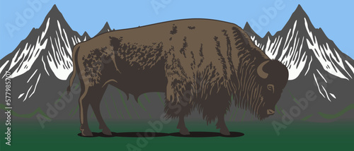 Vector powerful big brown buffalo or bison grazes in a green valley against the backdrop of snow-capped mountains. Wild natural landscape.