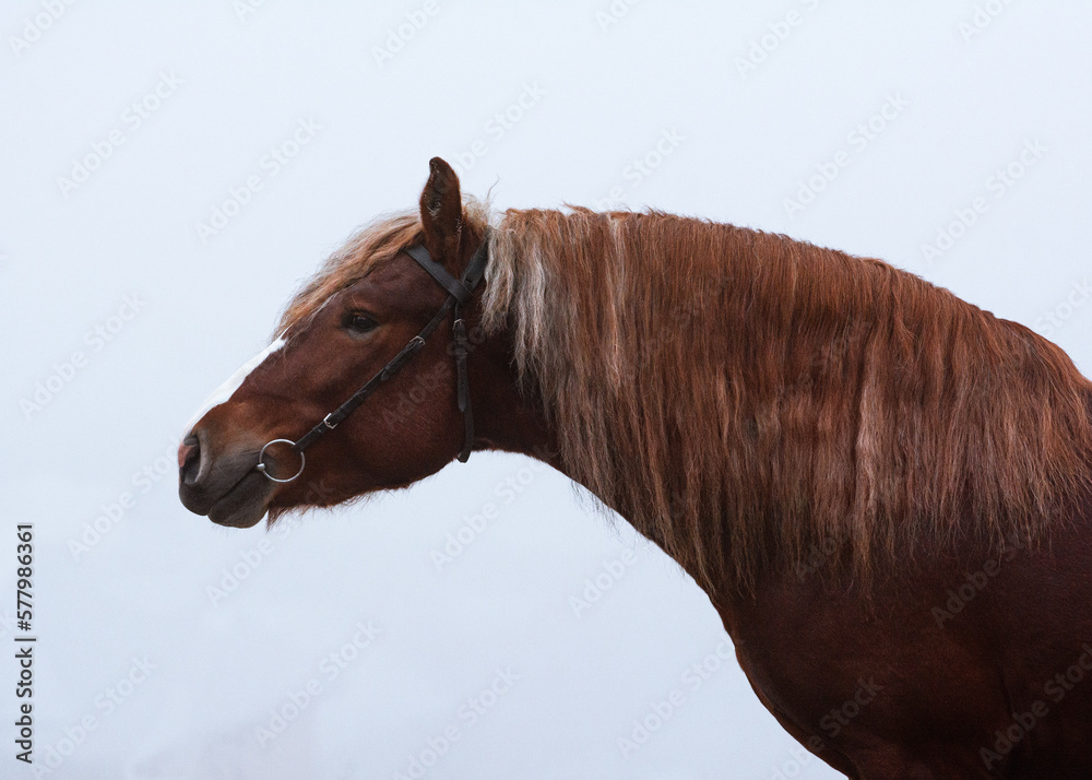 Portrait of a red Russian heavy draft horse with a beautifully elongated neck in forest fog