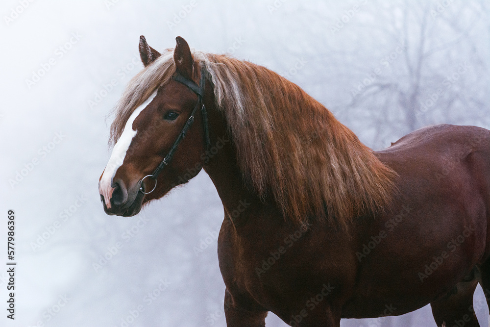 Portrait of a red Soviet heavy draft stallion in forest fog