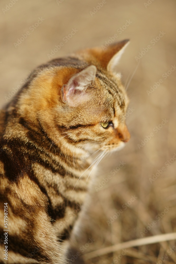Tabby cat closeup portrait ,side view in sunny garden