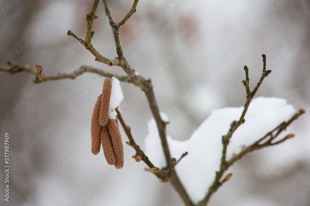 Hazel catkins on a tree branch covered with snow and ice. Forest in winter or early spring Hazel catkins on a tree branch covered with snow and ice. Forest in winter or early spring