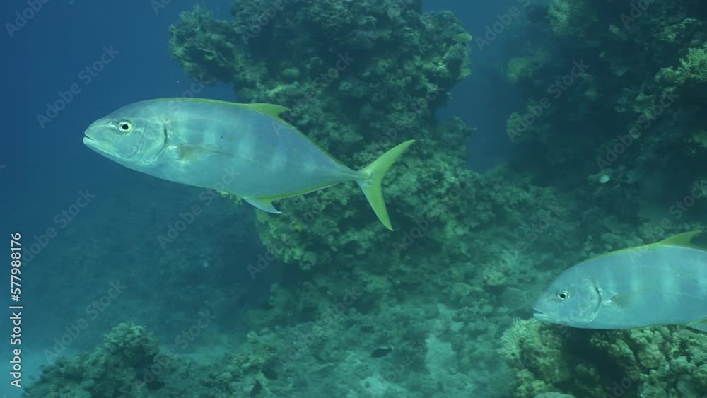 Slow motion, Jack fish swims in shoal of Barracudas in blue water Two Yellowspotted Trevally (Carangoides fulvoguttatus) floats on school of Yellow-tailed Barracuda (Sphyraena flavicauda)  