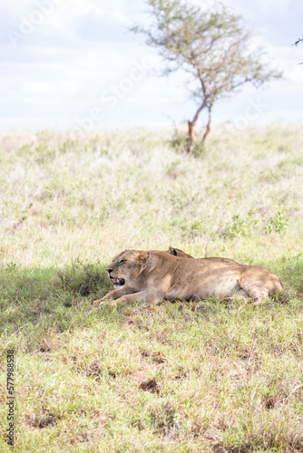Lion pride, lion family. Mother with her cubs or babies in a pack. The savannah of Africa in Kenya, Tanzania. sweet family life with young lions in the sun